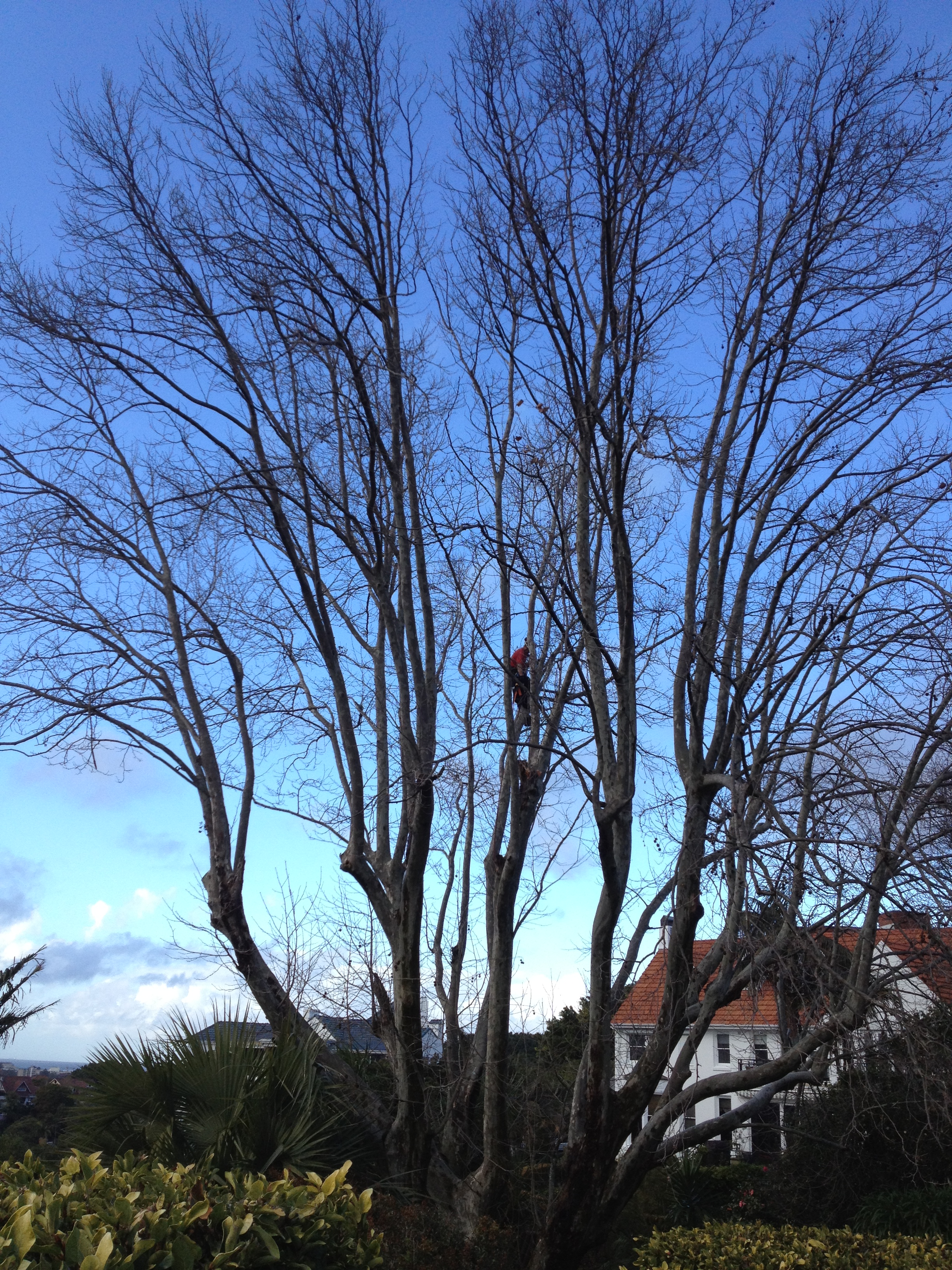 London Plane tree pruning in Bellevue Hill